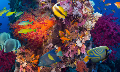 Surveillance température aquarium en ligne Contrôle à distance température aquarium